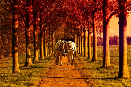 Green horses trolley