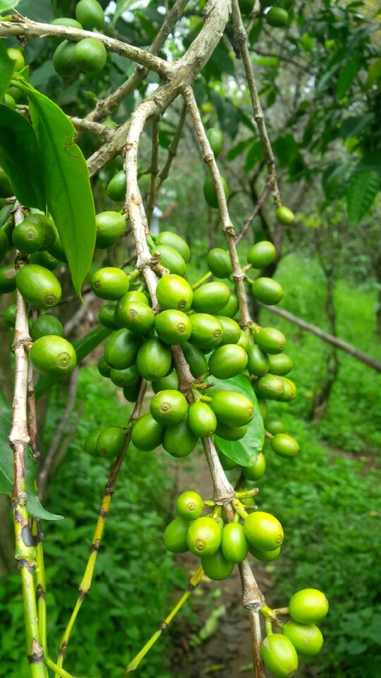 Coffee trees leaves