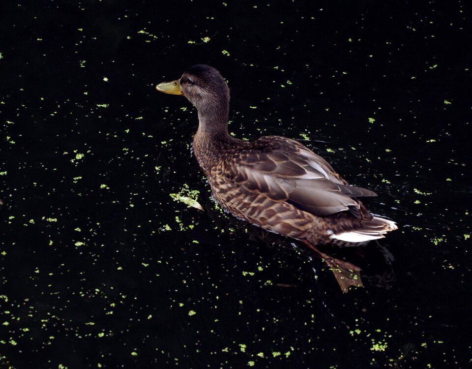 Nature water bird animal world
