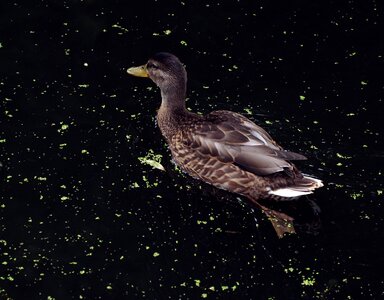 Nature water bird animal world
