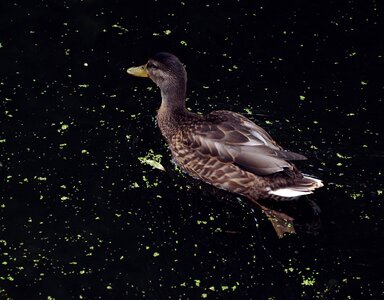 Nature water bird animal world photo