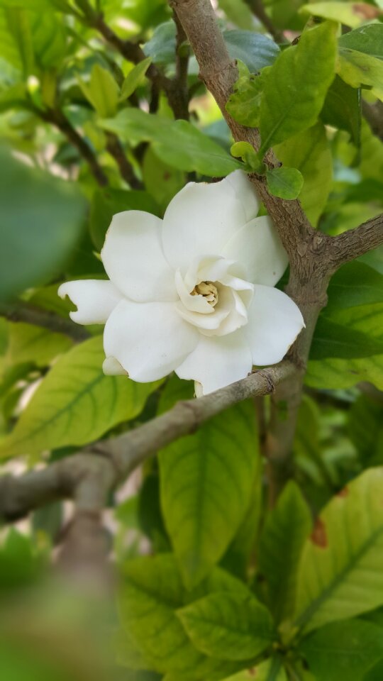 Flower brown soil