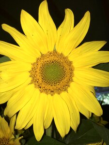 Nature yellow plant