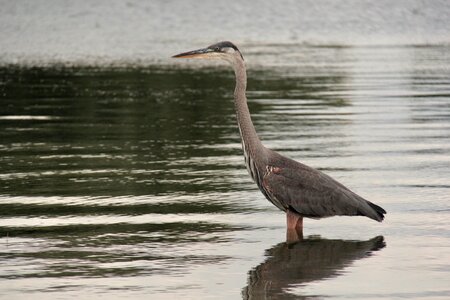 Heron lake ontario fishing