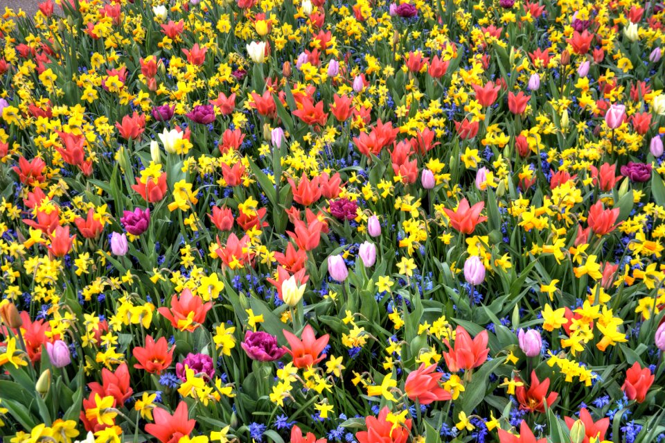 Spring park holland