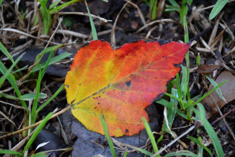 Maple leaf fall colors