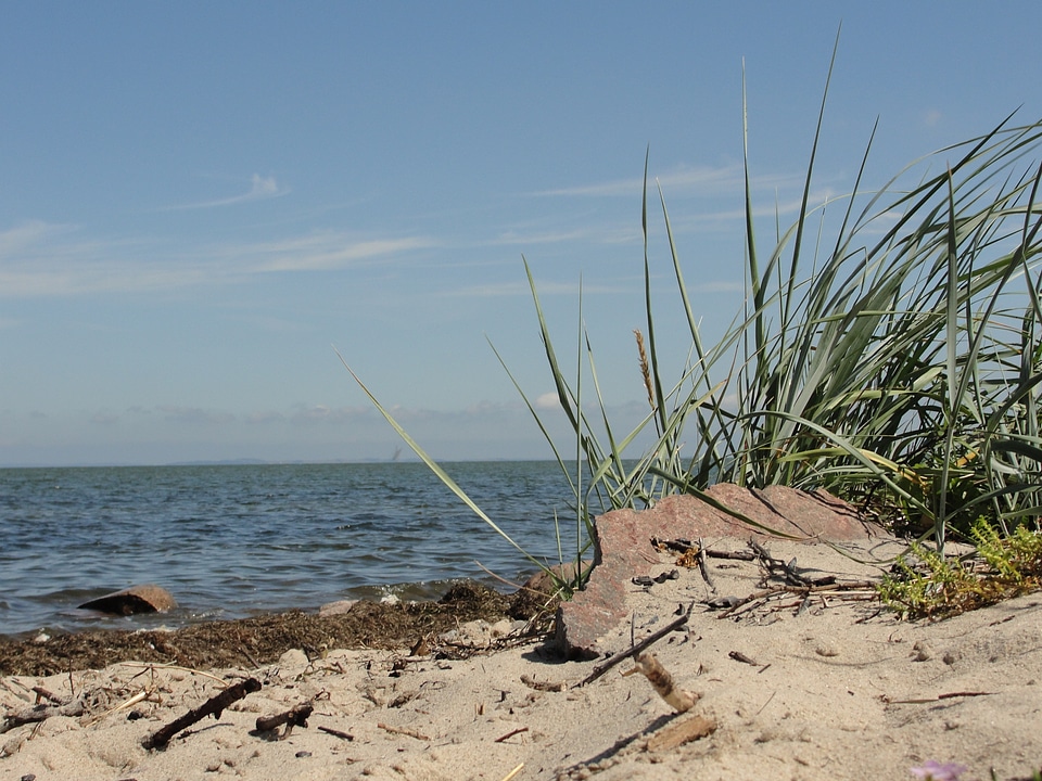 Sea summer grasses
