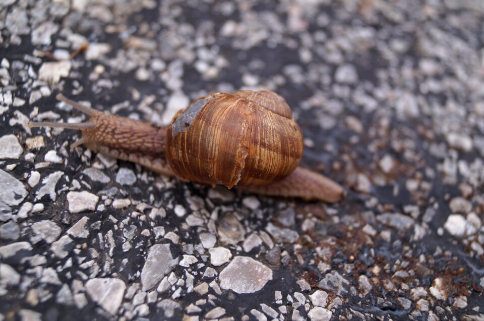 Czech republic shell animal