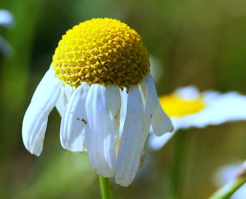 Botany medicinal plant wild herb
