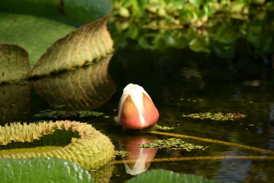 Plant open aquatic