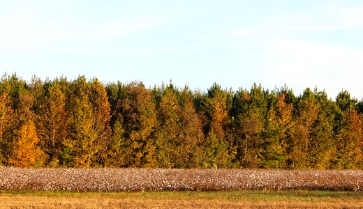 Landscape autumn
