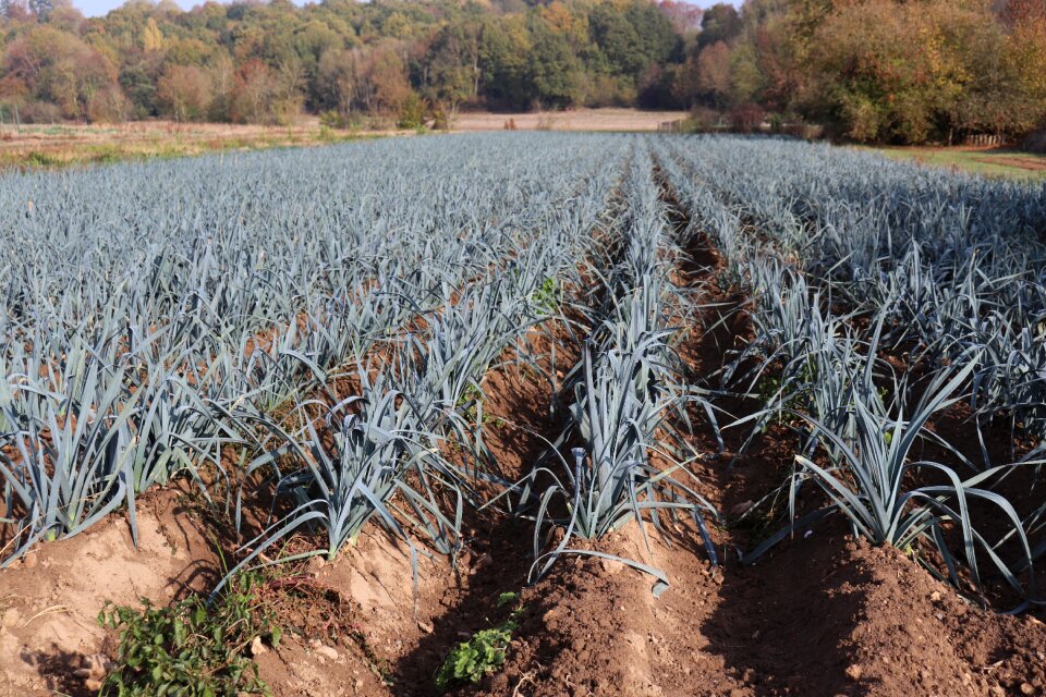 Agriculture power plants