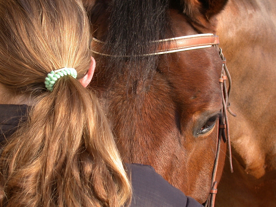 Horse head ponytail relationship animal man