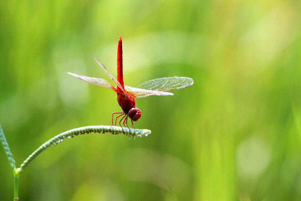 Butterfly bangladeshi hopper