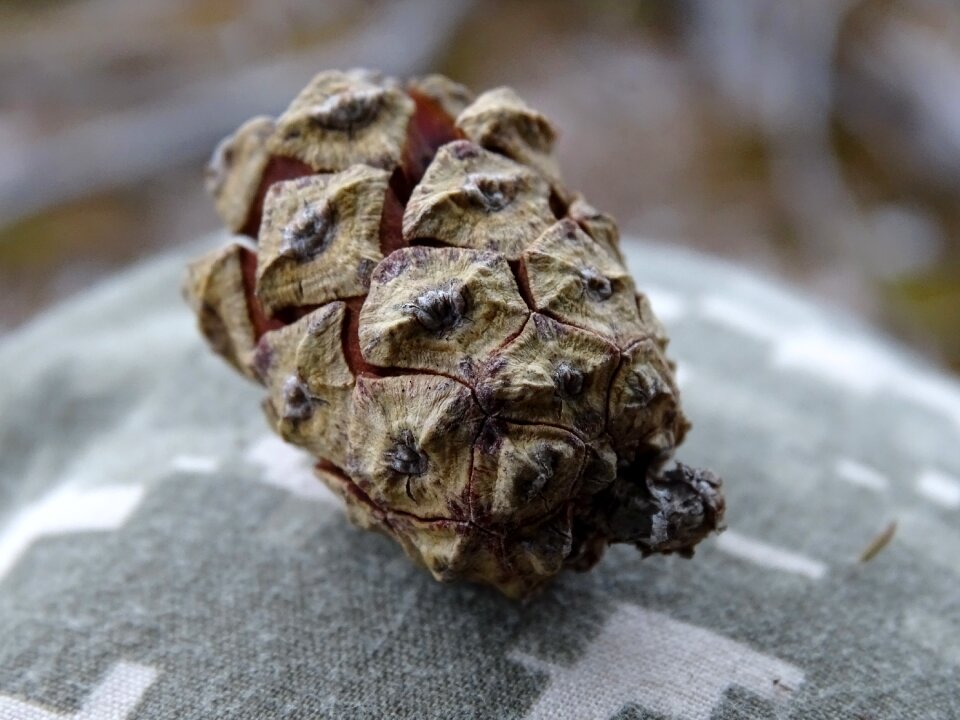 Pine cone macro pine