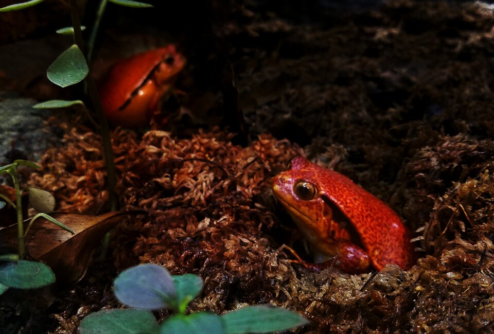 Rainforest frog frogs red and black frog