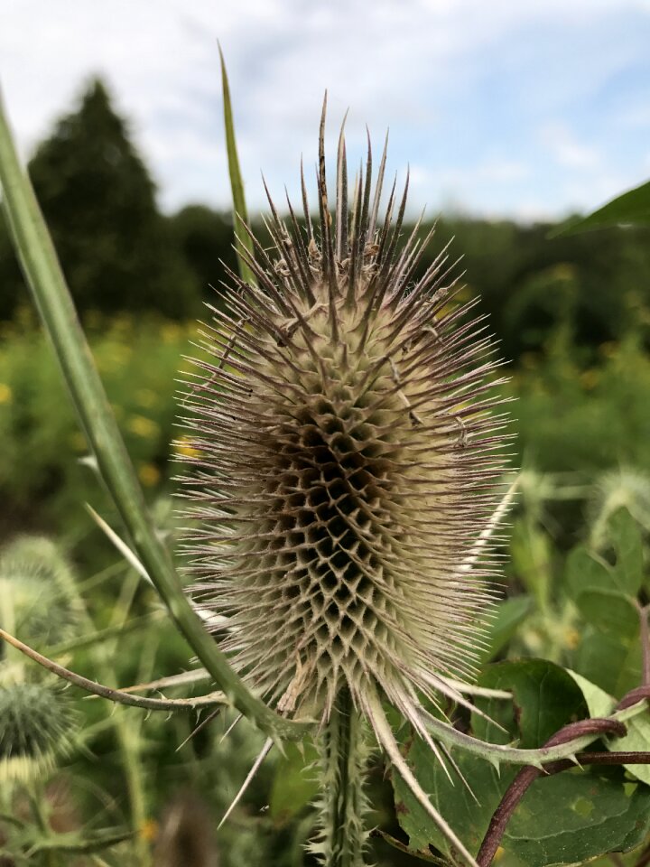 Plants botanical