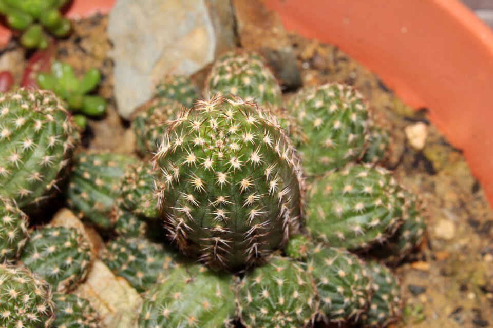 Succulent plant thorns