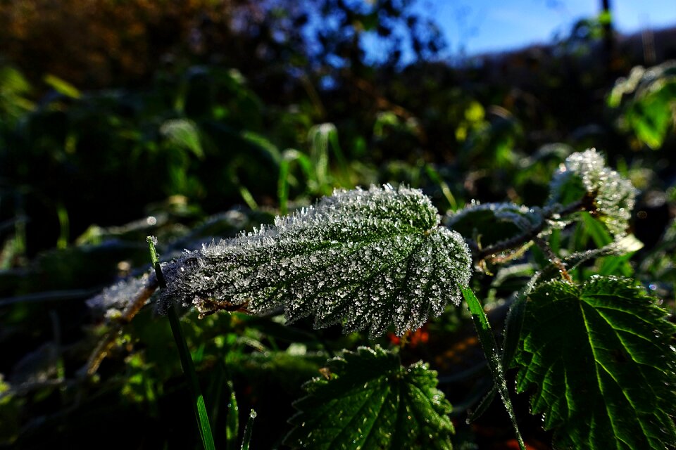 Leaf grass green