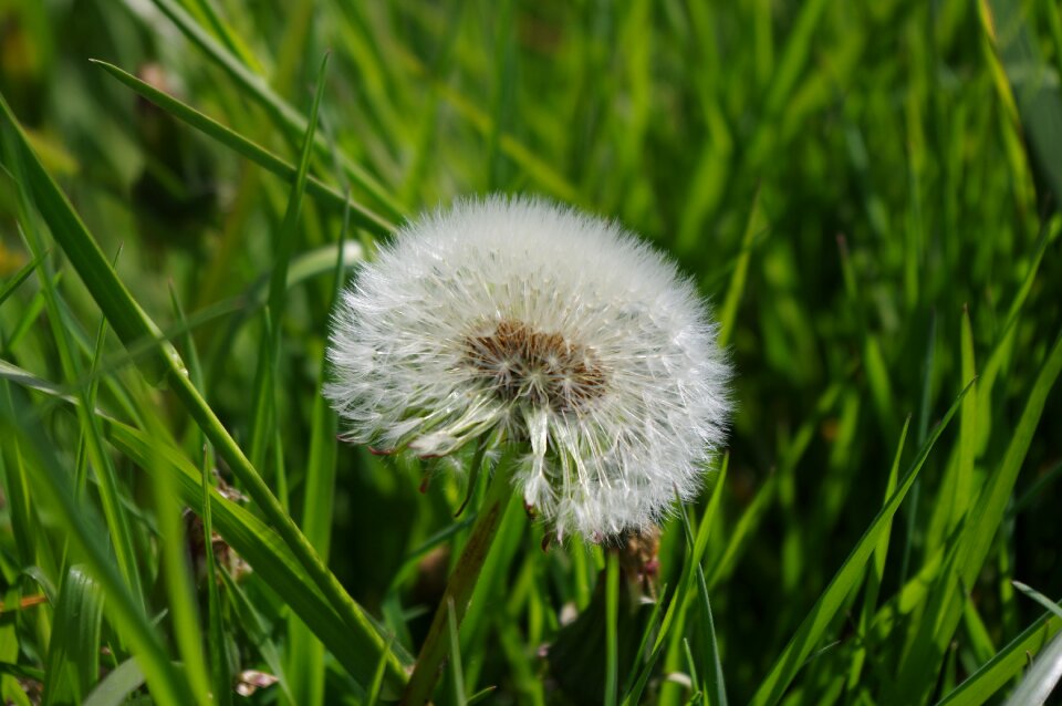 Summer garden lint