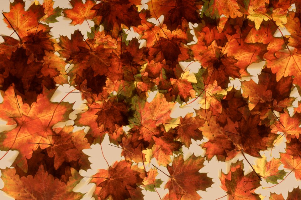 Pattern motif autumn