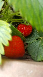 Strawberry brown soil