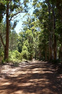 Gravel road forest path forest avenue photo