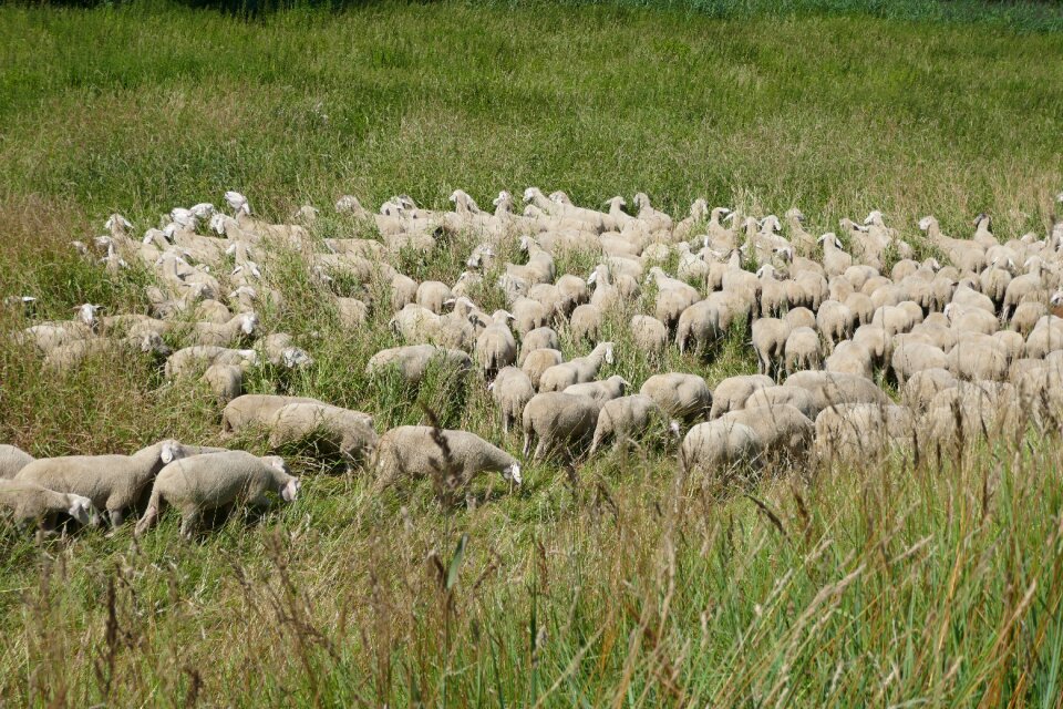 Sheep animal landscape