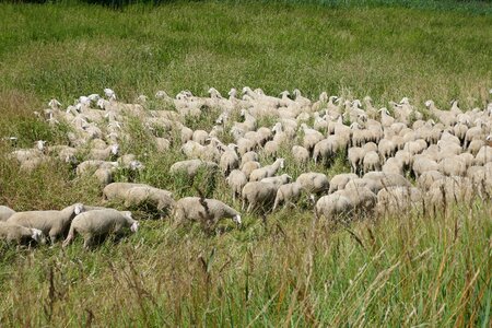 Sheep animal landscape photo