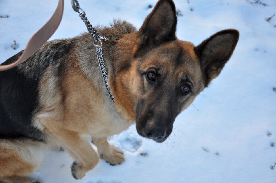 Winter pet shepherd