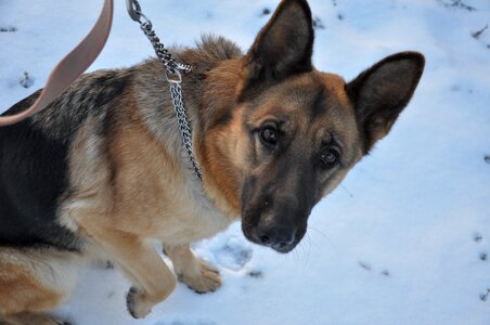 Winter pet shepherd photo