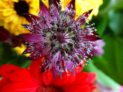 Star bouquet flowers