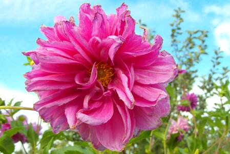 Pink petals in the fall