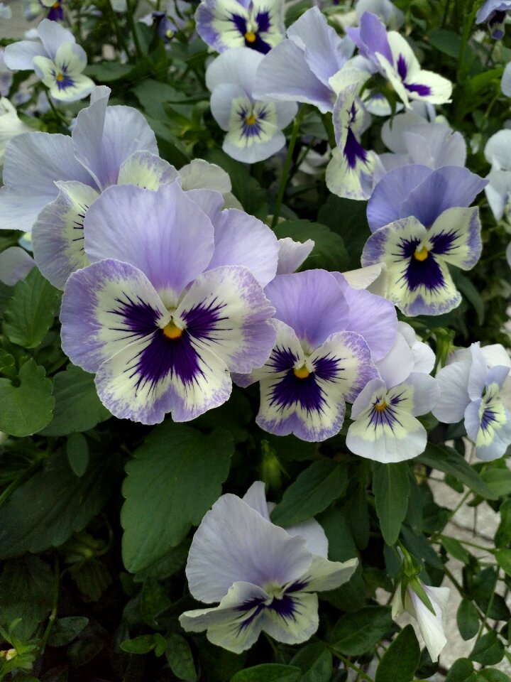Purple violet viola