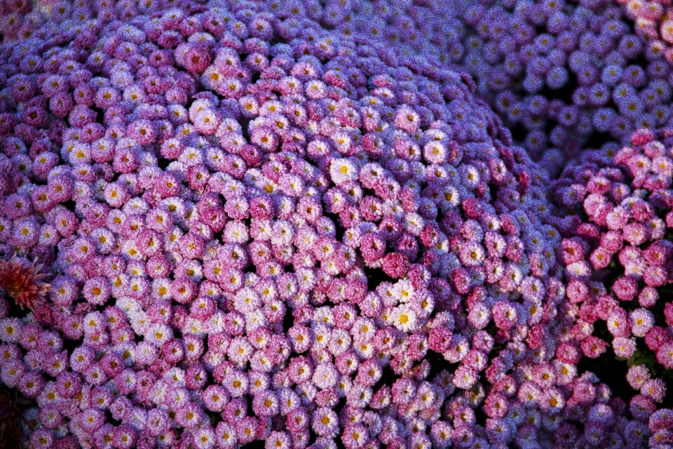 Flower bloom nature