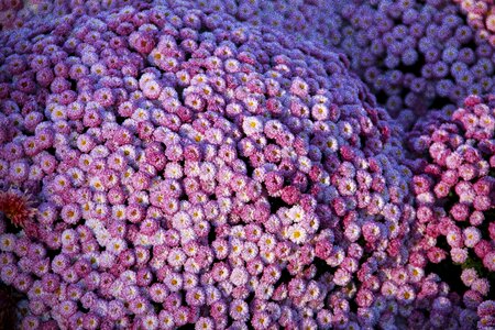 Flower bloom nature