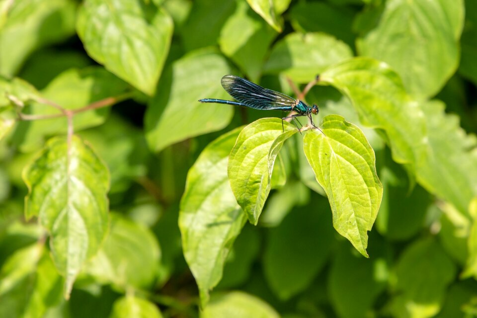 Nature wing macro