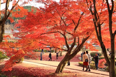 Japan red landscape photo