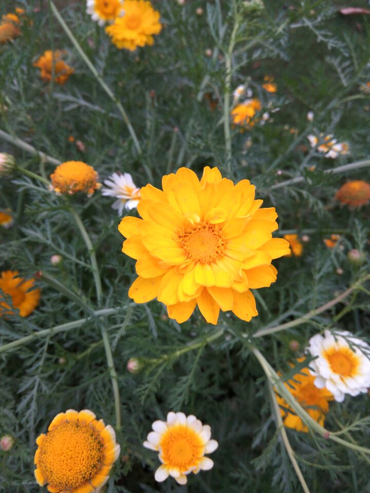 Nature park
