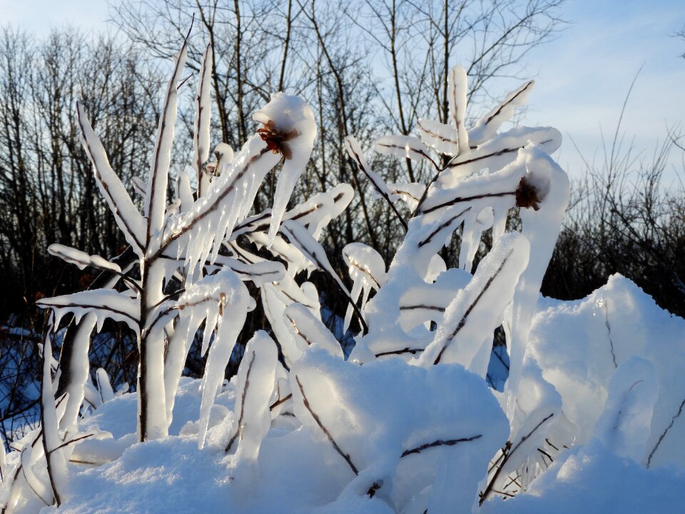 Cold ice frost photo