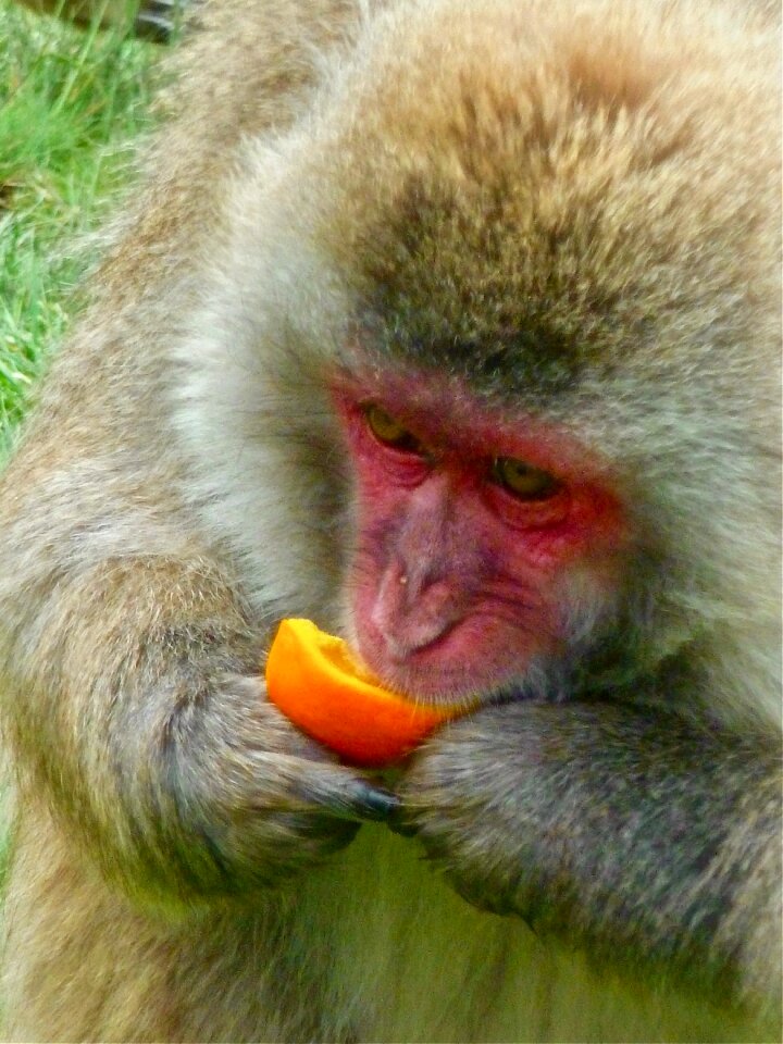 Primate portrait creature