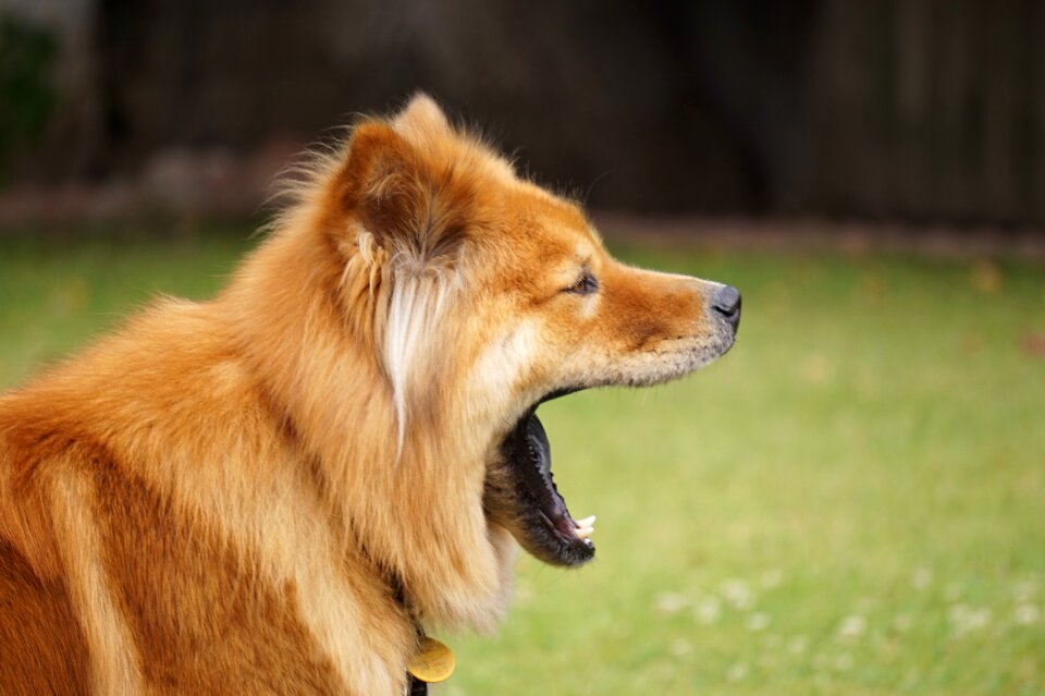 Chow-chow yawning pet