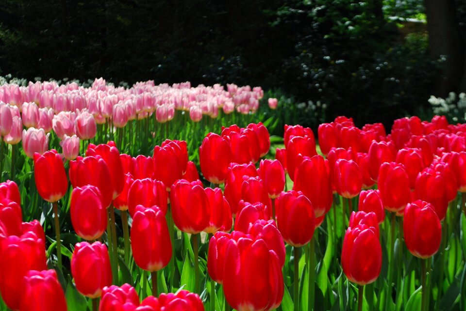 Park flowers tulpenbluete
