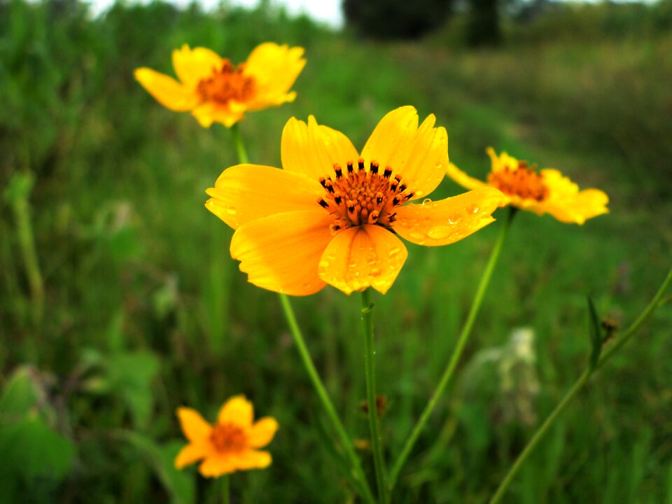 Flower plant field