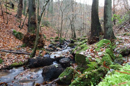 Bach forest autumn photo