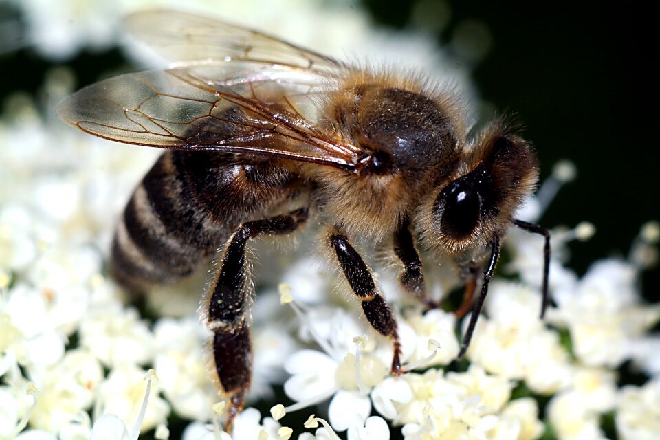 Insect macro flower