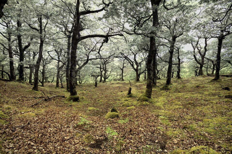 Nature environment trees
