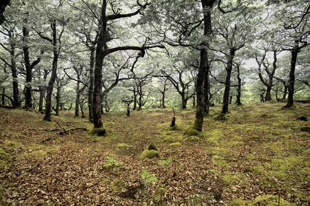 Nature environment trees