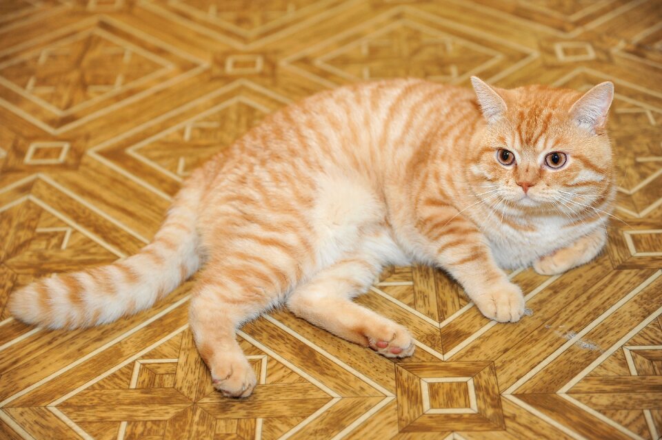 Redhead feline cute