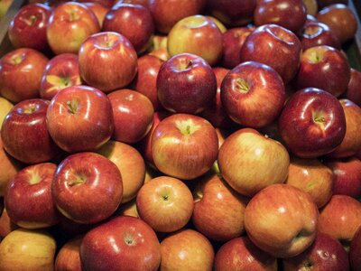 Ripe autumn harvested